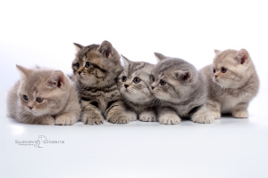 Photo №4. I will sell british shorthair in the city of Minsk. from nursery - price - Negotiated
