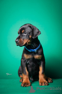 Additional photos: Doberman puppies for sale