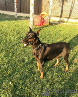 Photo №2 to announcement № 24396 for the sale of dobermann - buy in Russian Federation private announcement
