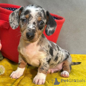 Photo №2 to announcement № 166189 for the sale of non-pedigree dogs - buy in Germany private announcement