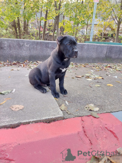 Photo №1. cane corso - for sale in the city of Požarevac | 1057$ | Announcement № 79836