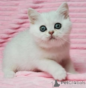 Photo №1.  - for sale in the city of Ash | Is free | Announcement № 163570