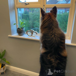 Photo №2 to announcement № 139945 for the sale of german shepherd - buy in Germany 