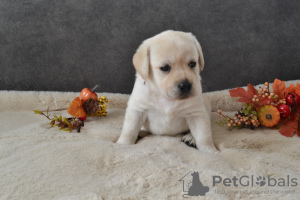 Photo №1. labrador retriever - for sale in the city of Berlin | 634$ | Announcement № 72886