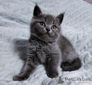 Photo №1. british shorthair - for sale in the city of Vologda | 62$ | Announcement № 19594