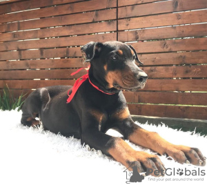 Photo №4. I will sell dobermann in the city of Belgrade. breeder - price - negotiated