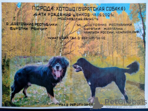 Photo №1. buryat-mongolian wolfhound - for sale in the city of Белоозёрский | 828$ | Announcement № 13872