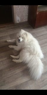 Photo №1. samoyed dog - for sale in the city of Novosibirsk | 709$ | Announcement № 7094