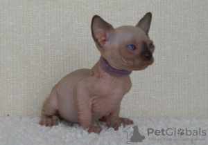 Photo №1. sphynx cat - for sale in the city of Liège | Is free | Announcement № 128221