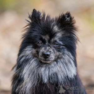 Photo №3. Pomeranian puppies. Poland