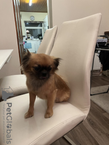 Photo №1. pekingese - for sale in the city of London | negotiated | Announcement № 75194
