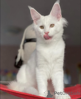 Photo №2 to announcement № 163465 for the sale of maine coon - buy in Germany breeder
