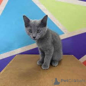 Photo №1. russian blue - for sale in the city of Pano Lefkara | negotiated | Announcement № 173417