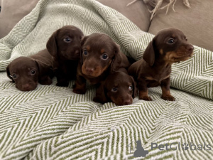 Photo №1. dachshund - for sale in the city of Berlin | negotiated | Announcement № 143147