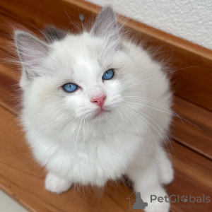 Photo №3. Soft as a cloud, sweet as a dream meet Misty, your gentle Ragdoll angel. Iceland