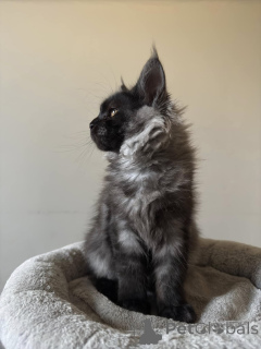 Photo №3. Maine-Coon-Kätzchen verkaufen. Germany