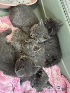 Photo №3. Outstanding British blue shorthair kittens. Germany