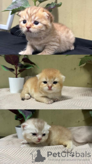 Photo №1. british shorthair - for sale in the city of Франкфурт-на-Майне | negotiated | Announcement № 100388