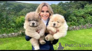 Photo №1. chow chow - for sale in the city of Amsterdam | 723$ | Announcement № 160789