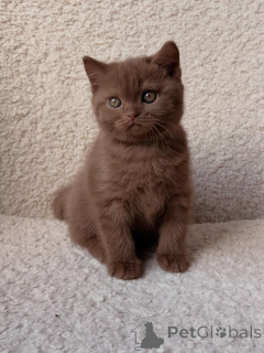 Photo №2 to announcement № 165687 for the sale of british shorthair - buy in Germany private announcement, breeder