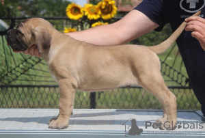 Additional photos: Cane Corso puppies