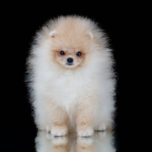Photo №1. pomeranian - for sale in the city of Москва | negotiated | Announcement № 3048