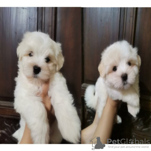 Photo №1. maltese dog - for sale in the city of Амстердам | negotiated | Announcement № 44020