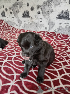 Photo №2 to announcement № 58080 for the sale of non-pedigree dogs - buy in Belarus private announcement