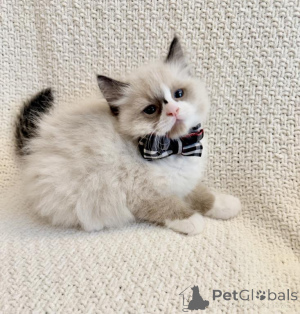 Photo №1. ragdoll - for sale in the city of Delémont | 361$ | Announcement № 178743