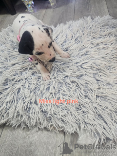 Photo №2 to announcement № 133365 for the sale of dalmatian dog - buy in Germany private announcement