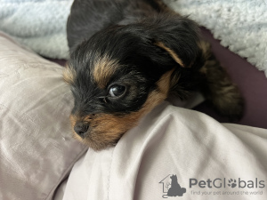 Additional photos: yorkshire terrier puppy