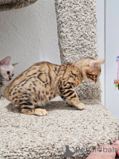 Photo №2 to announcement № 161300 for the sale of bengal cat - buy in Iceland breeder