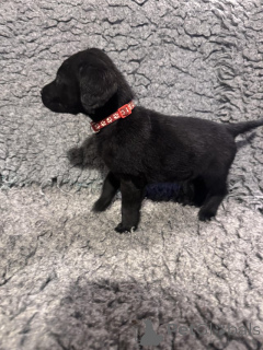 Photo №1. labrador retriever - for sale in the city of Manchester | negotiated | Announcement № 166832