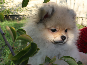 Additional photos: Pomeranian girl, standard