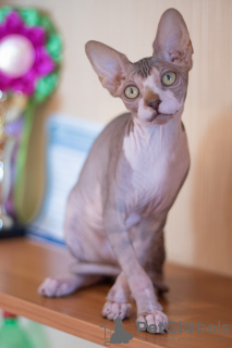 Photo №4. I will sell sphynx-katze in the city of Gomel. from nursery, breeder - price - 1000$
