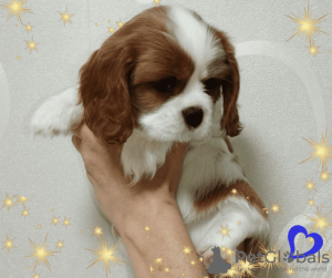 Photo №2 to announcement № 69705 for the sale of cavalier king charles spaniel - buy in Belarus breeder