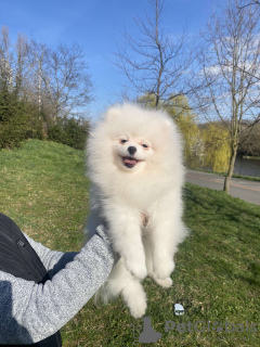 Photo №3. Puppies for sale Pomeranian puppies. Czech Republic