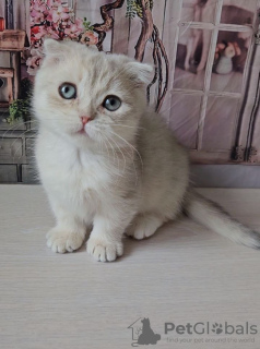 Photo №2 to announcement № 98355 for the sale of scottish fold - buy in Serbia 