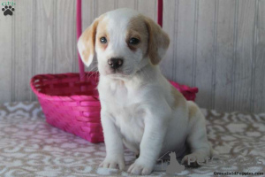 Photo №1. beagle - for sale in the city of East Texas | 400$ | Announcement № 69914
