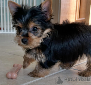 Photo №2 to announcement № 164486 for the sale of yorkshire terrier - buy in Finland breeder