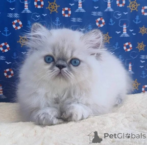 Photo №1. persian cat - for sale in the city of Marburg | 361$ | Announcement № 177539