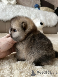 Photo №1. pomeranian - for sale in the city of Munich | negotiated | Announcement № 165635