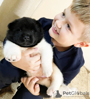 Photo №2 to announcement № 17362 for the sale of american akita - buy in Ukraine from nursery