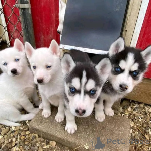 Photo №3. 10 weeks old Siberian Husky Puppies available.. Albania