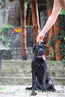 Photo №4. I will sell cane corso in the city of Loznica. breeder - price - negotiated