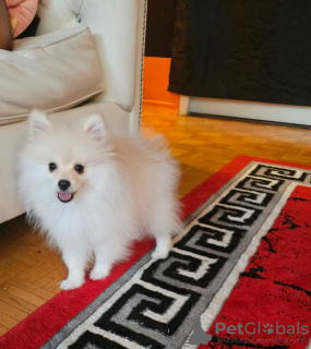Photo №1. pomeranian - for sale in the city of Helsinki | negotiated | Announcement № 88136