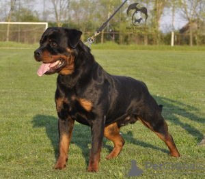 Photo №2 to announcement № 95989 for the sale of rottweiler - buy in Serbia 