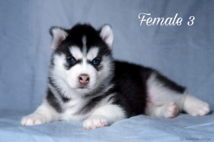 Photo №1. siberian husky - for sale in the city of Москва | 266$ | Announcement № 2482