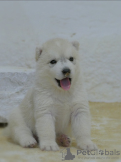 Photo №3. Siberian Husky puppies. Serbia