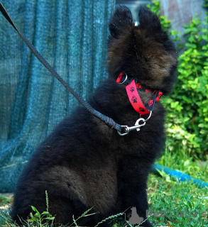 Additional photos: Beautiful dsh German Shepherd puppies.